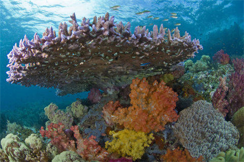 玫琳凯公司支持超级珊瑚礁项目 为人类拯救海洋带来希望