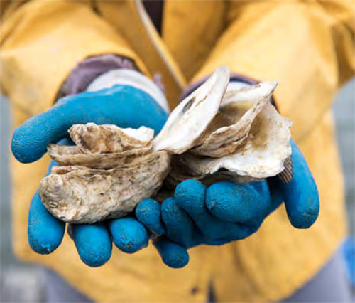 玫琳凯与欧洲合作伙伴合作，共同支持本土牡蛎恢复项目